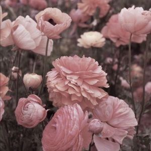 Meet your Posher, Viviana